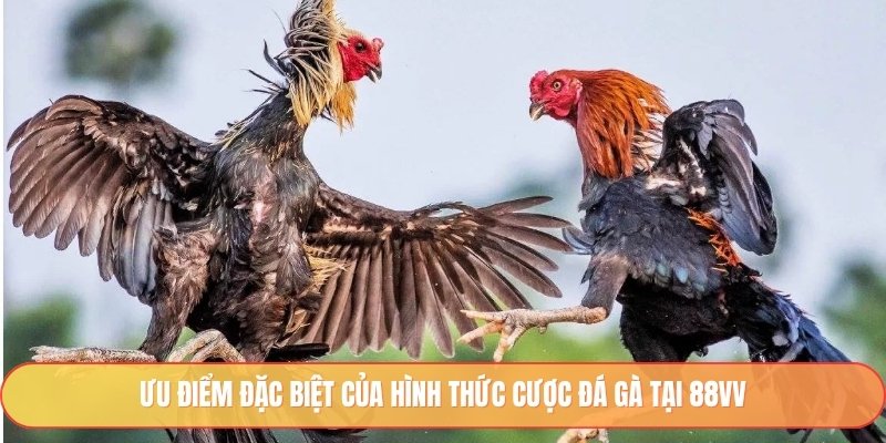 Ưu điểm đặc biệt của hình thức cược đá gà tại 88vv