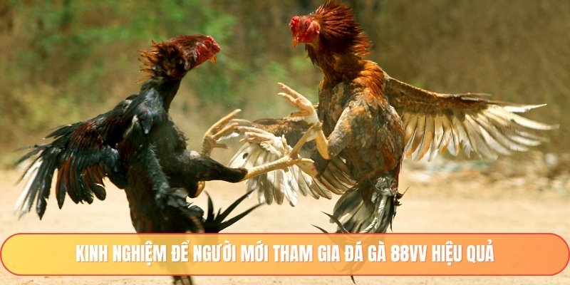 Kinh nghiệm để người mới tham gia đá gà 88vv hiệu quả