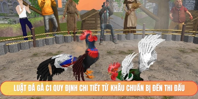 Luật đá gà C1 quy định chi tiết từ khâu chuẩn bị đến thi đấu