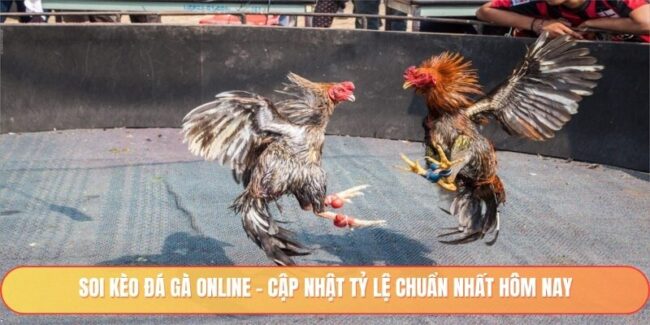 Soi kèo đá gà