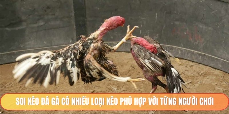 Soi kèo đá gà có nhiều loại kèo phù hợp với từng người chơi