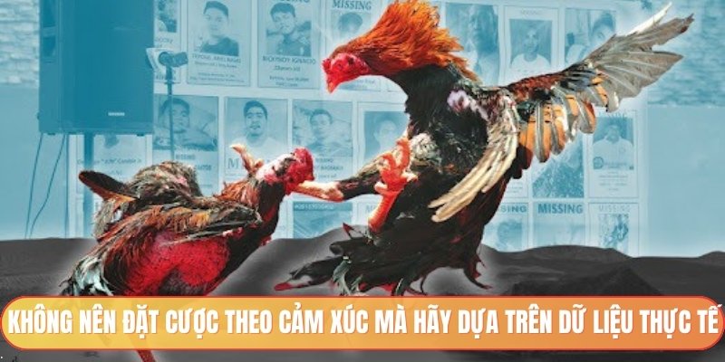 Cược thông minh dựa trên dữ liệu, không dựa vào cảm xúc