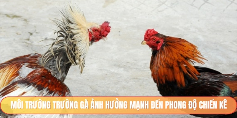 Môi trường trường gà ảnh hưởng mạnh đến phong độ chiến kê